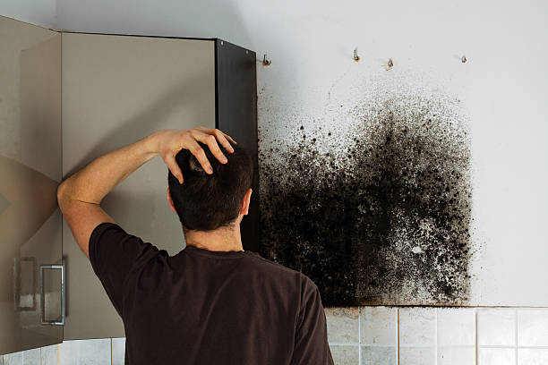 Best Attic Mold Remediation in Tybee Island, GA